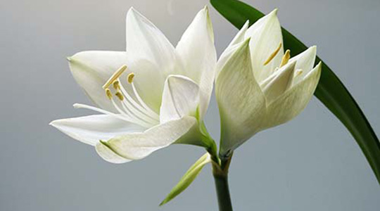 Funeral Directors, Penzance